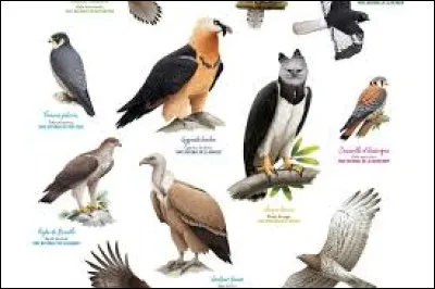 Quel est le plus gros rapace du monde ?