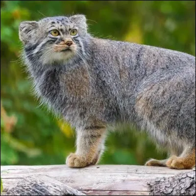 Sauriez-vous reconna&icirc;tre ce chat ?