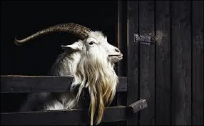 Quel est le m&acirc;le de la ch&egrave;vre ?