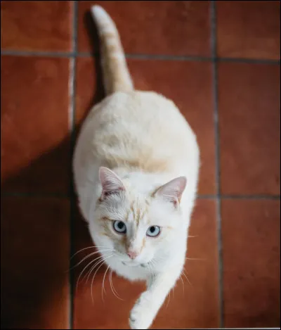 Quelle est ta qualit&eacute; dominante ?