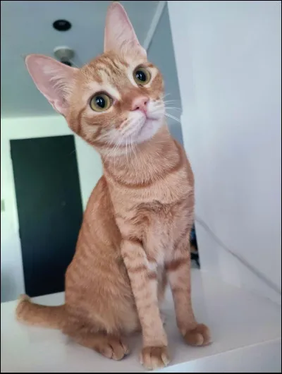 As-tu une s�ur ou des s�urs ?