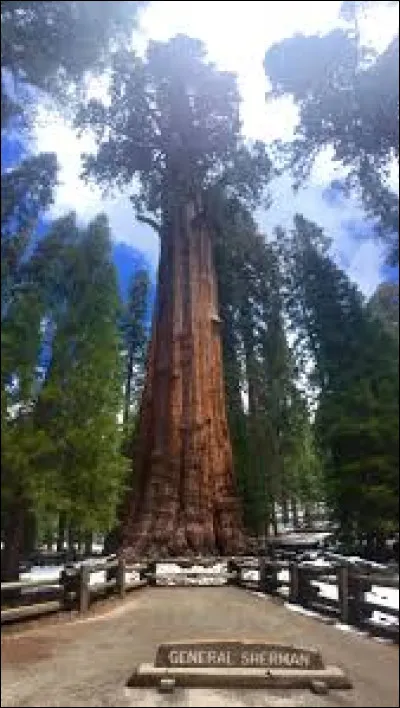 Quel arbre est le General Sherman ?
