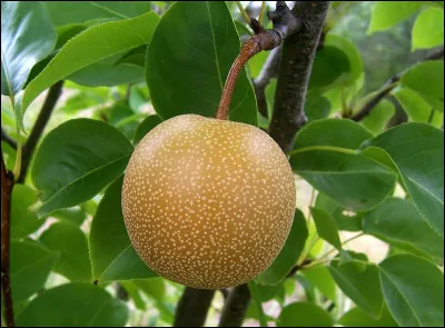 De quel fruit l'amir&eacute; est-il une vari&eacute;t&eacute; ?