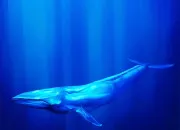 Quiz Vrai/faux sur la baleine bleue