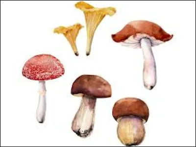 Nom d'un champignon : la vesse de _____