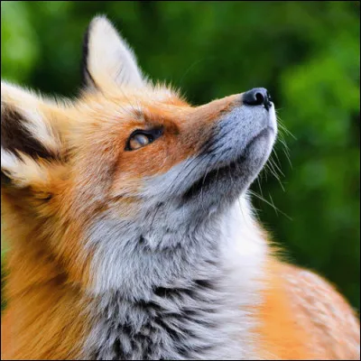 Quels sont tes animaux pr&eacute;f&eacute;r&eacute;s ?