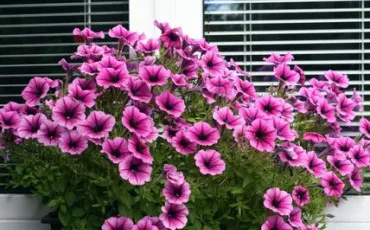 Quiz Culture g�n�rale