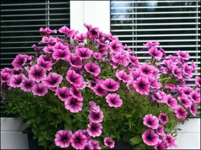 Quelle est cette fleur ?