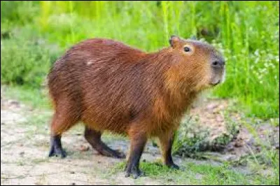 Quel est cet animal ?