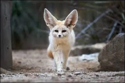 Quel est cet animal ?