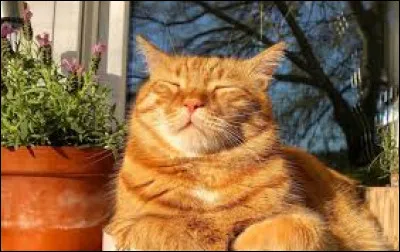 Clique sur le chat roux :