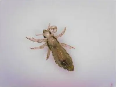 As-tu d&eacute;j&agrave; eu des poux ?