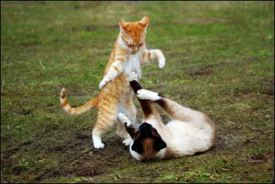 La bataille pour les Rochers du Soleil, tu trouves &ccedil;a...