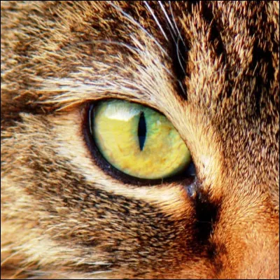 Salut, et bienvenue sur ce test ! Bref, commen&ccedil;ons tout de suite. Tout d'abord, quelle est la couleur de tes yeux ?