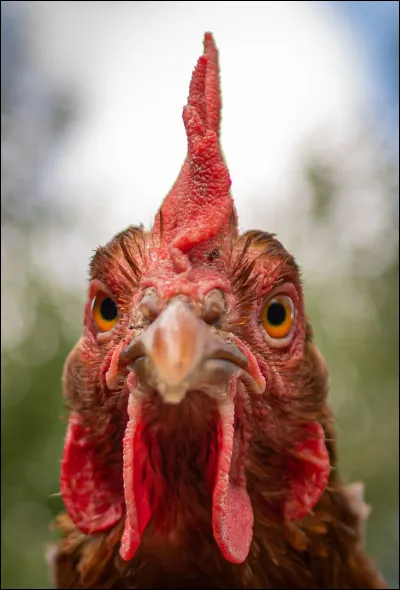 Quel est cet animal ?