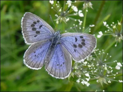Par quel insecte les chenilles de l'azur&eacute; du serpolet se font-elles nourrir ?