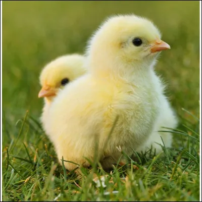 Que veux-tu que Felix fasse ?