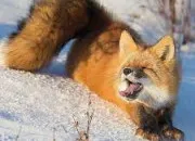 Quiz Quiz - les renards roux