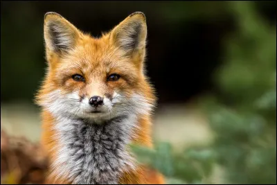 Quel est le nom scientifique du renard roux ?