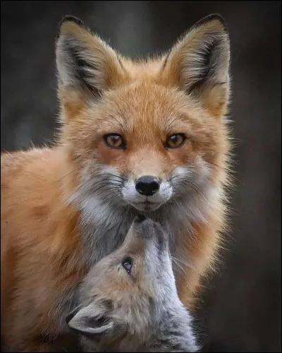 Quelle est la caract&eacute;ristique qui est souvent associ&eacute; au renard ?