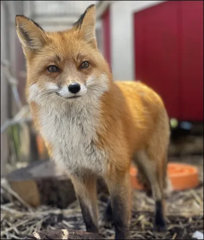 Quelle est l�esp&eacute;rance de vie d'un renard roux &agrave; l'&eacute;tat sauvage ?