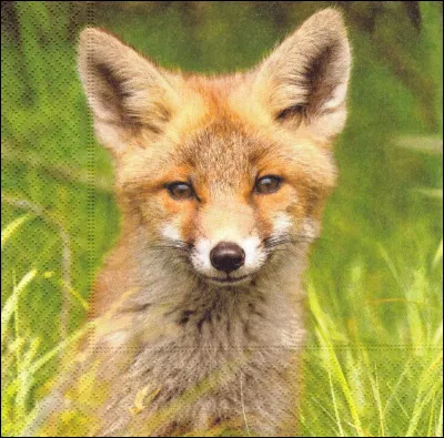 Comment dit- on "renarde" en anglais ?