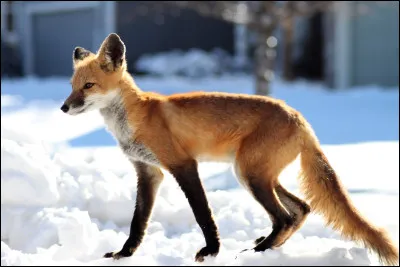 Combien est-ce qu'il y a d�esp&egrave;ces de renards ?