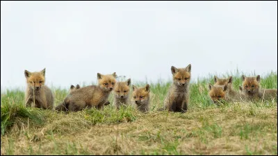 Et combien de temps dure la gestation d'une renarde ?