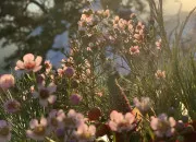 Quiz Le nom des fleurs