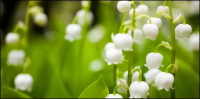 Quel est le nom de cette fleur ?