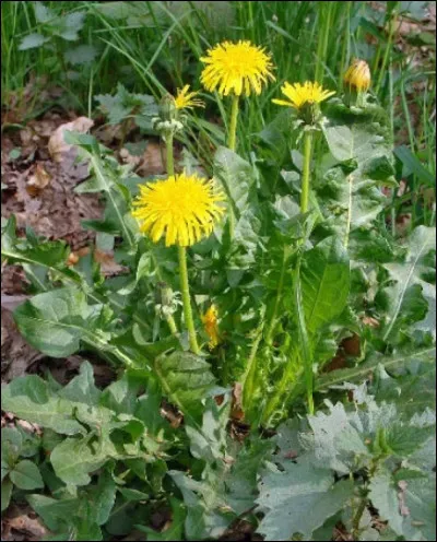 Comment s'appelle cette fleur ?