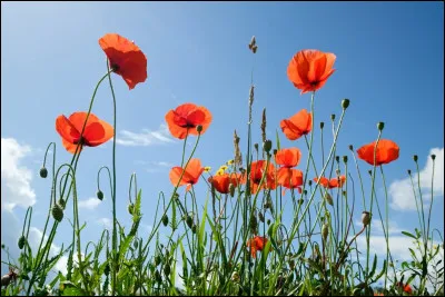 Comment s'appelle cette fleur ?