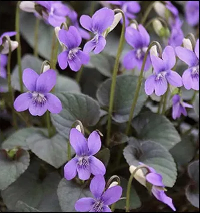 Comment s'appelle cette fleur ?