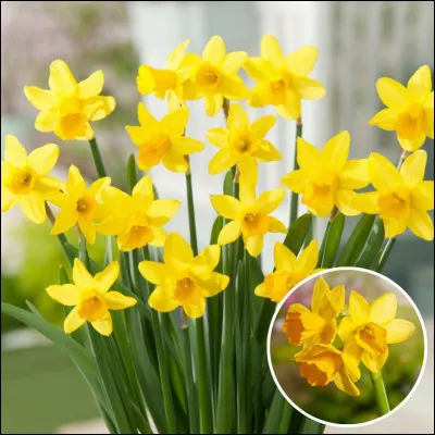 Comment s�appelle cette fleur ?