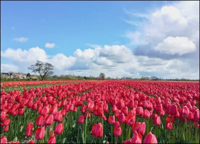 Quel est le nom de cette fleur ?