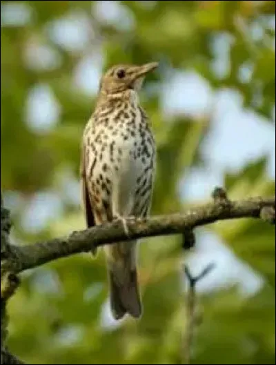 Molp&eacute; &eacute;tait une des sir&egrave;nes. Quel &eacute;tait son surnom ?