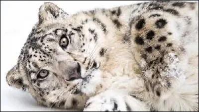 R&ecirc;ves-tu d�&ecirc;tre un animal ?