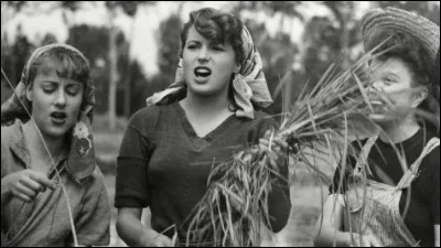 "Riz amer" tourn&eacute; parmi les "mondine", les travailleuses saisonni&egrave;res des rizi&egrave;res r&eacute;v&egrave;le Silvana Mangano et Vittorio Gassman : c'est un film n&eacute;or&eacute;aliste de ...