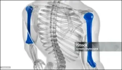 Quel est le nom de l'os repr&eacute;sent&eacute; en bleu sur l'image ?