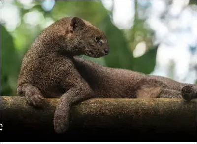 Quel est le nom de ce mammif&egrave;re en J, un f&eacute;lin d'Am&eacute;rique qui ressemble &agrave; un chat ?