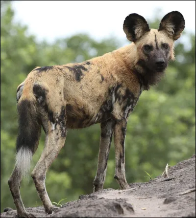 Quel est le nom de ce mammif&egrave;re en L, un chien sauvage d'Afrique ?