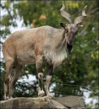 Quel est le nom de ce mammif&egrave;re en M, un ruminant de la famille des caprins de l'Himalaya ?