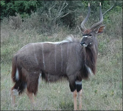 Quel est le nom de ce mammif&egrave;re en N, une antilope d'Afrique de la famille des bovid&eacute;s ?