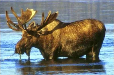 Quel est le nom de ce mammif&egrave;re en O, un cervid&eacute; vivant en Am&eacute;rique du Nord ?