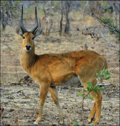 Quel est le nom de ce mammif&egrave;re en P, un bovid&eacute; herbivore d'Afrique ?
