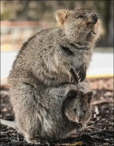 Quel est le nom de ce mammif&egrave;re en Q, un marsupial d'Australie ?