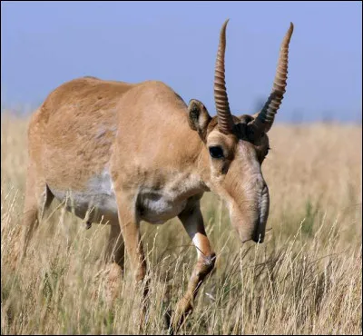 Quel est le nom de ce mammif&egrave;re en S, une antilope eurasiatique avec un museau en forme de trompe ?