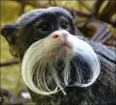 Quel est le nom de ce mammif&egrave;re en T, un primate &agrave; moustache d'Am&eacute;rique du Sud ?