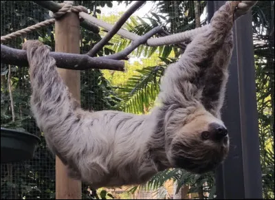 Quel est le nom de ce mammif&egrave;re en U, une vari&eacute;t&eacute; de paresseux &agrave; 2 doigts d'Am&eacute;rique du Sud, vivant la t&ecirc;te en bas ?