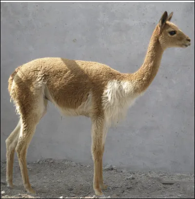 Quel est le nom de ce mammif&egrave;re en V, un cam&eacute;lid&eacute; sauvage, vivant dans la cordill&egrave;re de Andes en Am&eacute;rique du Sud ?
